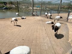 -盐城丹顶鹤湿地生态旅游区