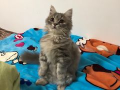 -纳吉亚猫专科动物医院博雅分院