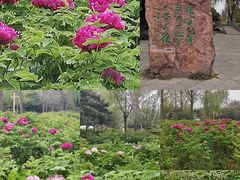 -洛阳市隋唐城遗址植物园