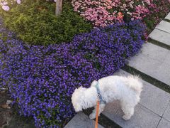 -春花秋色城市公园