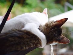 -有猫主题·治愈系猫咖(曾厝垵店)