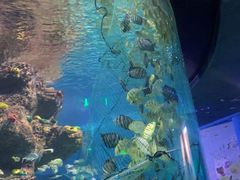 -沙沙哗啦海洋馆(华宇百花谷店)