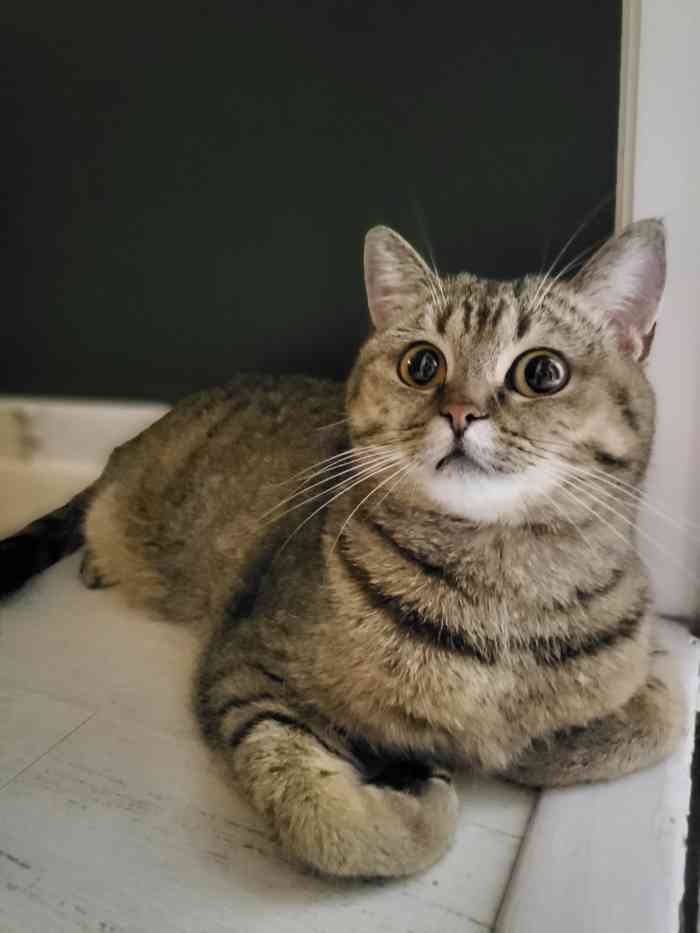 猫大福猫咪专门店-"【项目】洗澡我是在抖音上看到他家的,感.