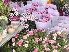 -桂林市花鸟市场