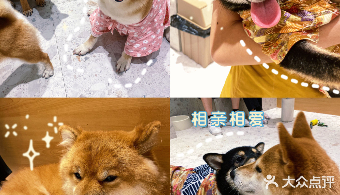 🐶超治愈柴犬咖！一起来撸奶fufu的柴柴吧