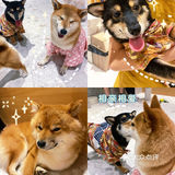 🐶超治愈柴犬咖！一起来撸奶fufu的柴柴吧