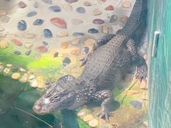 -上海大自然野生昆虫馆(东方明珠·爬宠昆虫探索中心)