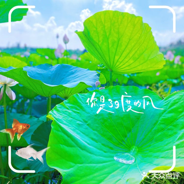 看荷花的好地方！