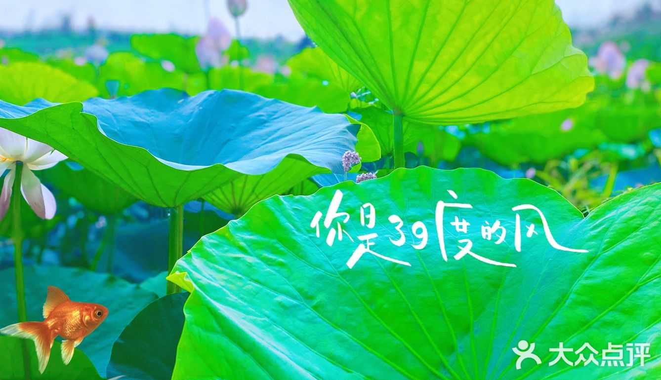 看荷花的好地方！