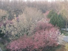-洛阳市隋唐城遗址植物园