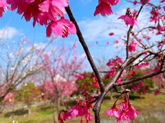-花开海上生态园