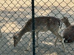 -北京麋鹿生态实验中心