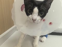 -瑞派·关忠动物医院·猫专科·犬专科(三环新城店)