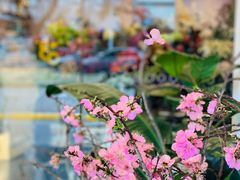 -FLOVIE FLORIST CAFE