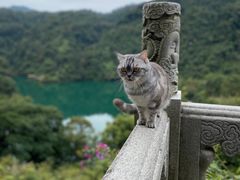 -鼎湖山风景区