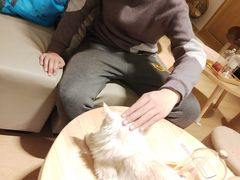 -猫腻·猫咖·撸猫馆(星光大道店)