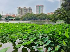 -荔湾湖公园