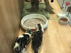 -米卢宠物公园(广华居店)