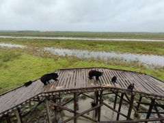 -黑瞎子岛探秘野熊园