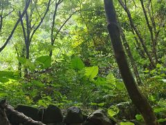 -火炉山森林公园