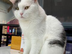 -喵园·猫主题咖啡厅·撸猫·猫咖(国贸店)