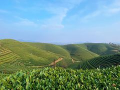-龙坞茶村