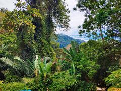 景点-槟城植物园