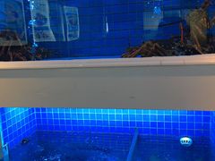 水产区-金苑海鲜酒家(来魅力店)