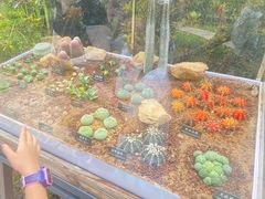 -中国科学院西双版纳热带植物园