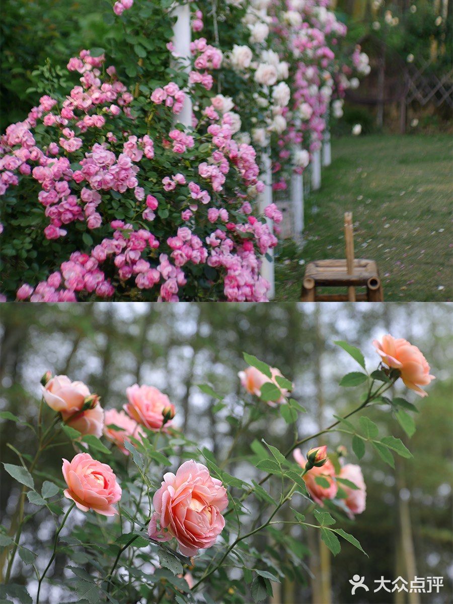 莫干山仙女必打卡💐莫奈的“秘密”花园