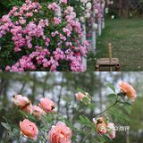 莫干山仙女必打卡💐莫奈的“秘密”花园
