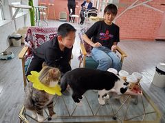 -喵屿·大理花园猫咖