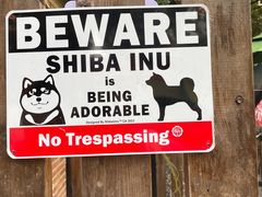 -柴犬高等学院·狗咖·柴犬售卖·宠物训练