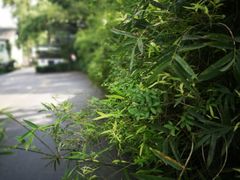 -凤凰御元艺术基地