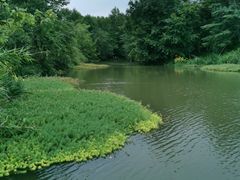 -桤木河湿地公园