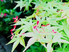 -苏州上方山国家森林公园