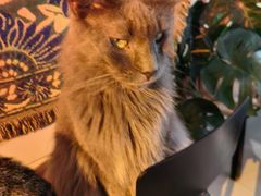 -平行世界·猫咖(首经贸店)