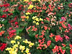 -龙大花卉苗木市场