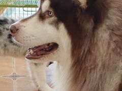-Let's go狗咖·猫咖·奶狗·桌游(春熙路IFS店)
