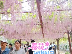 -嘉定紫藤园