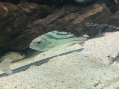 -苏州海洋馆