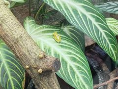 -上海大自然野生昆虫馆(东方明珠·爬宠昆虫探索中心)