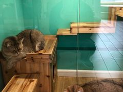 -70cat德文卷毛猫·缅因猫纯种猫舍