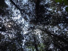 -铁山坪森林公园