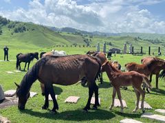 -新疆那拉提国家旅游度假区