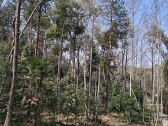 -青龙山国家森林公园