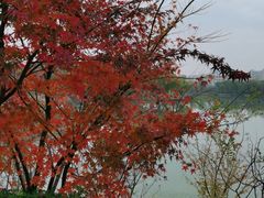 -昆山城市生态森林公园