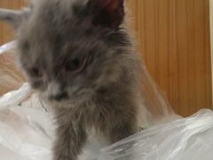 -宠福鑫动物医院·动物疾病诊疗中心(天通苑店)