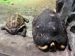 -石家庄市动物园