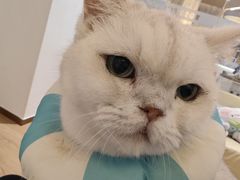 -1013 PET SHOP精品宠物商店(丁香店)